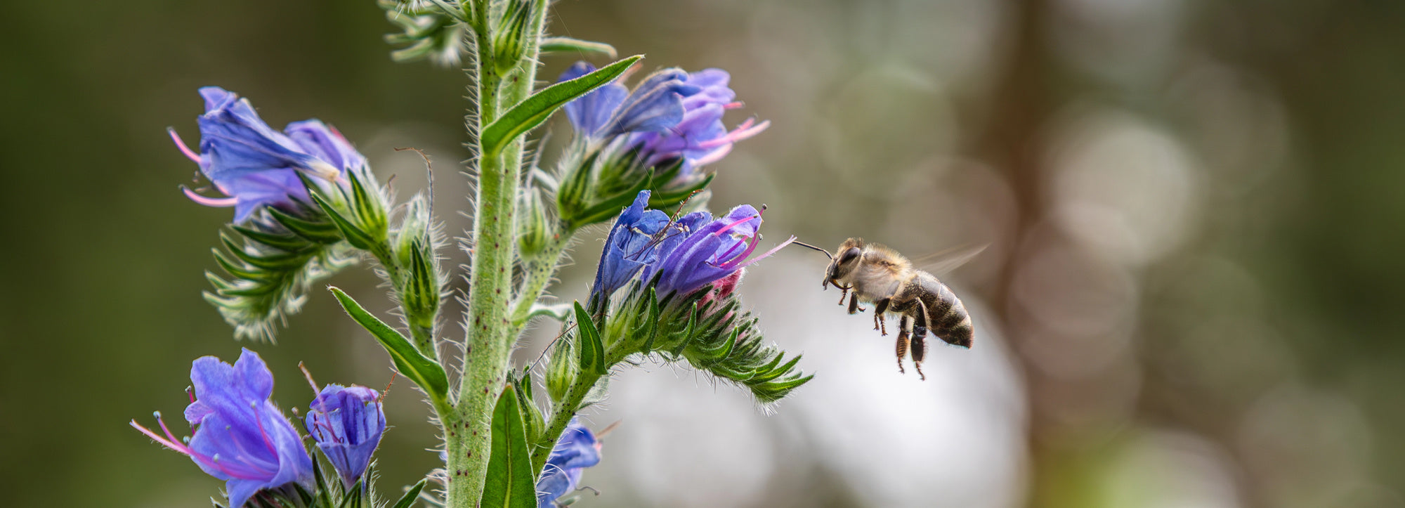 The Environmental Impact of Natural vs. Chemical Bug Sprays