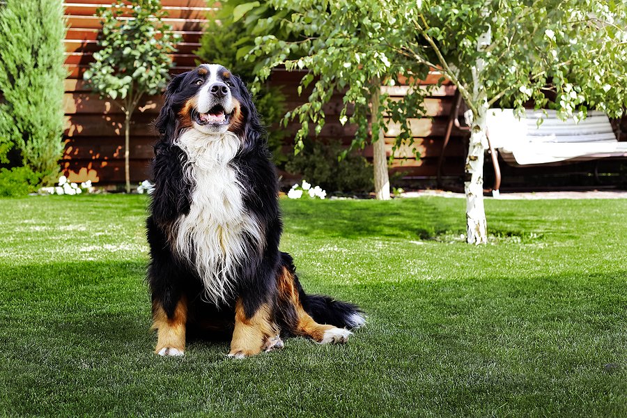 Bug Spray for Pets: Keeping Your Pets Safe from Bugs and Chemicals - Lemongrass Farms