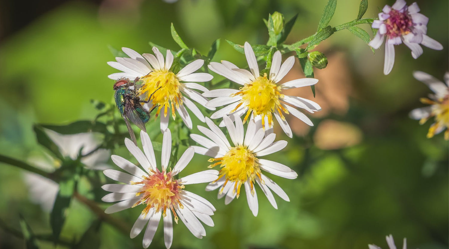 Gardening Tips: Keeping Pests Away Naturally - Lemongrass Farms