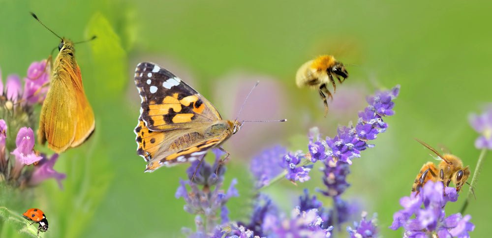 The Bee & Butterfly Habitat Fund: How Your Purchase Helps Pollinators Thrive - Lemongrass Farms