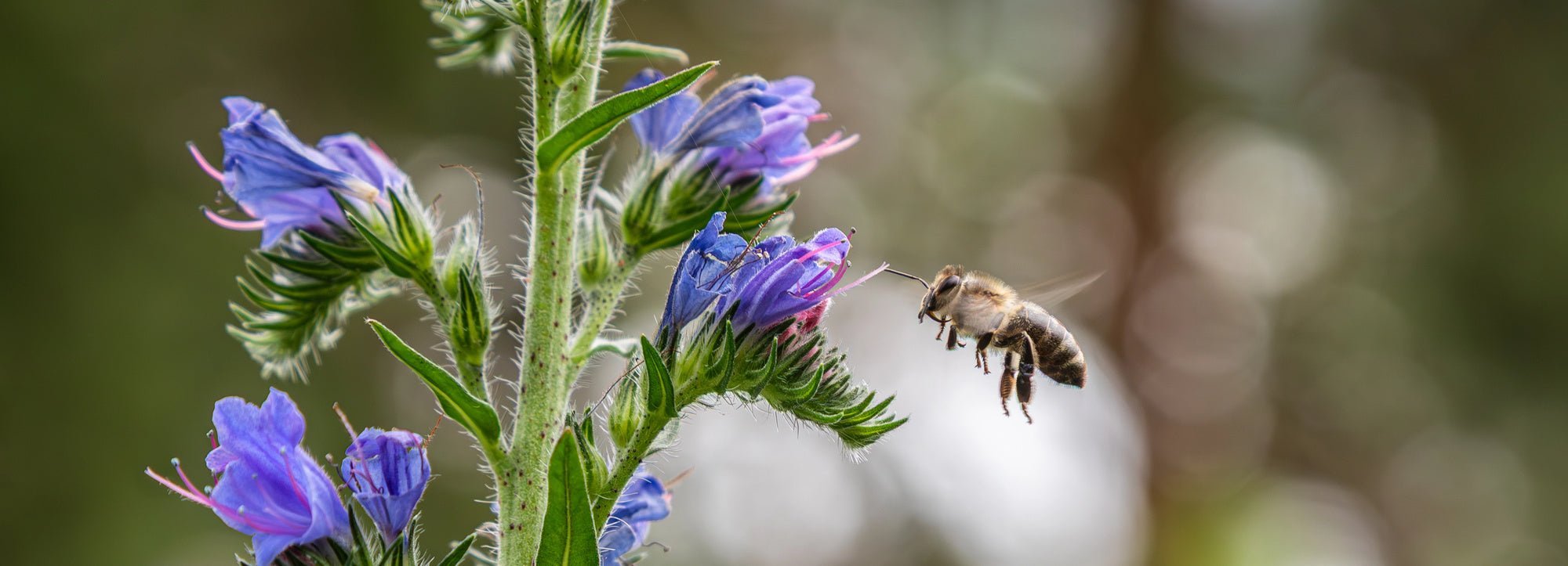The Environmental Impact of Natural vs. Chemical Bug Sprays - Lemongrass Farms