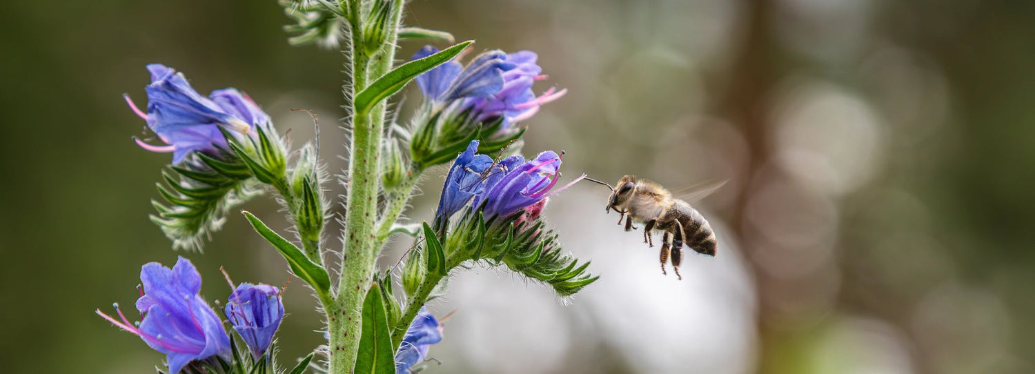 The Environmental Impact of Natural vs. Chemical Bug Sprays - Lemongrass Farms